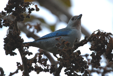 Blue Gray Tanager